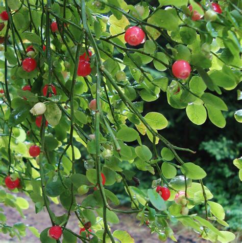 Red Huckleberry Flower Essence Flower Essences Flower Remedies