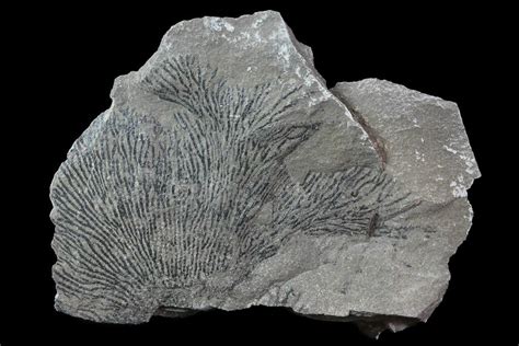 23 Graptolite Dictyonema Plate Rochester Shale Ny For Sale