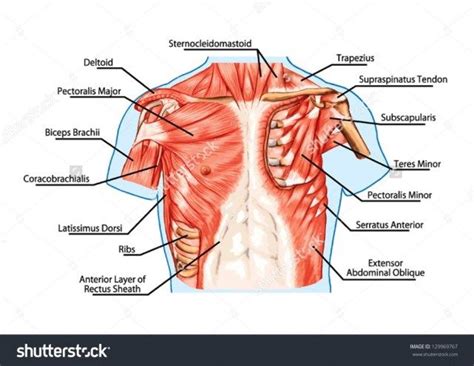 Adding chest muscles makes them look more realistic. Male Chest Muscles Diagram : Human Chest Anatomy Images ...