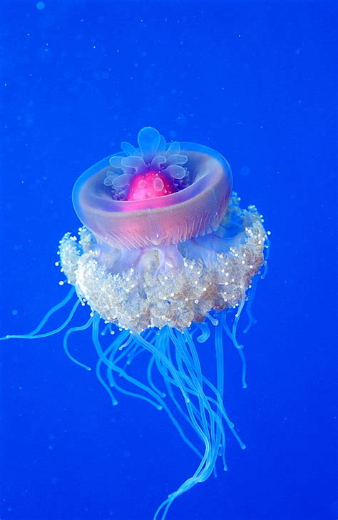 High Quality Stock Photos Of Crown Jellyfish