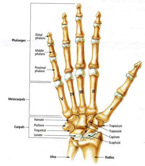 Human Anatomy Finger Hand Bone Anatomy Picture Hand Anatomy