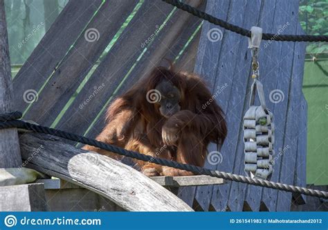 A Sumatran Orangutan Pongo Abelii At Sydney Zoo Editorial Photography