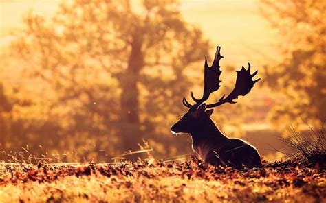 Deer Hd Animals 4k Wallpapers Images Backgrounds Photos And Pictures