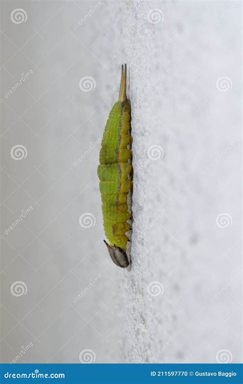 Green Caterpillar With Brown Head Stock Photo Image Of Head Wall