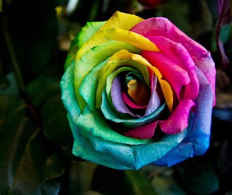 Gallery For Single Stem Rainbow Rose