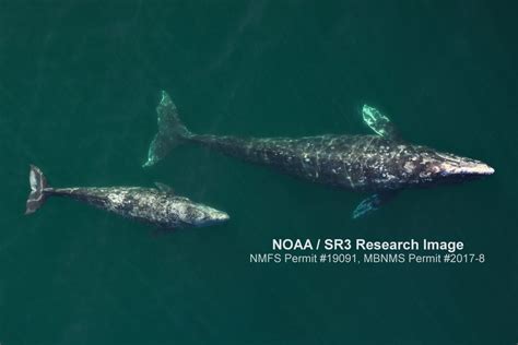 There And Back Again Uncovering The Mysteries Of Gray Whale Migration