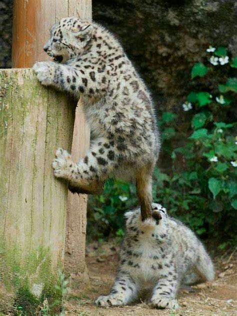 Baby Snow Leopards Playing With Images Cute Animals Animals