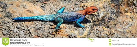 Colorfull Blue Red African Lizard On A Rock Stock Photo Image Of