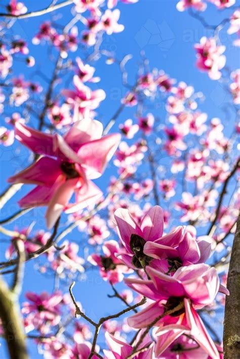 These lovely pink japanese magnolia flowers are soft touch. Image of Pink Magnolia Flowers in Bloom - Austockphoto
