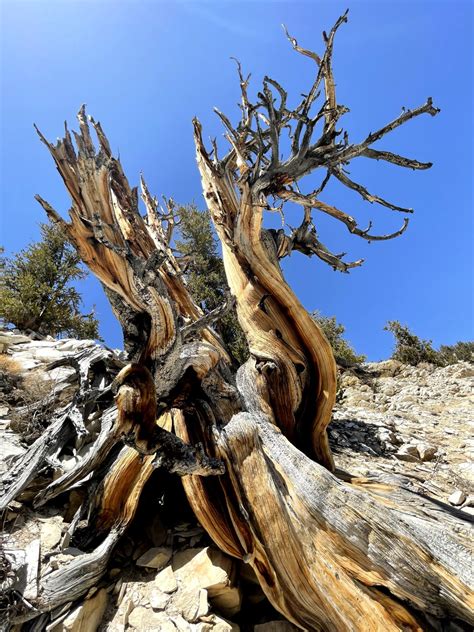 Ancient Bristlecone Pine Forest Home Of The Oldest Trees In The World