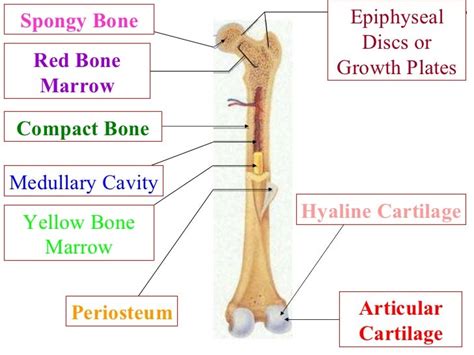 Long Bone Diagram Red Marrow Structure Of A Bone Pass4 The Spaces