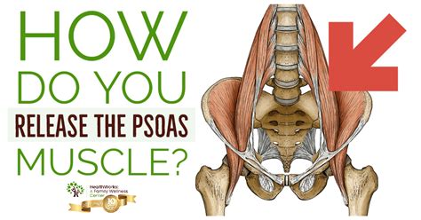 Discover More Than Psoas Muscle Yoga Poses Vova Edu Vn