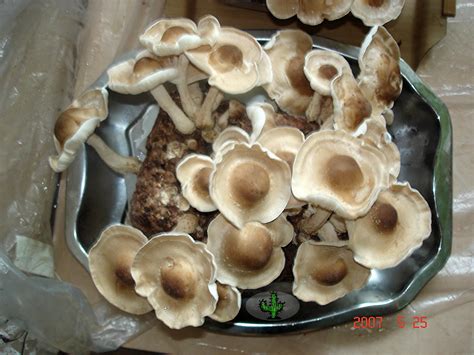 Na wyjątkowe okazje w rozdziale fast. grzyby shiitake - uprawa czy to trudne?