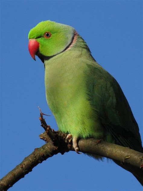 Pet Parrot Trade Killing millions of Birds - India's ...
