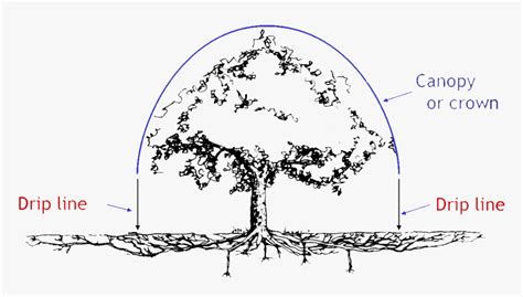Tree Root System Diagram
