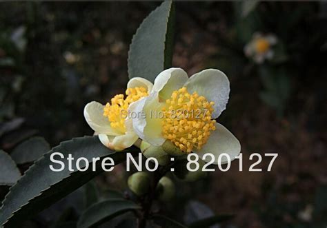 Buy 60 Pcs Camellia Sinensis Seeds Chinese Green Tea Free Shipping