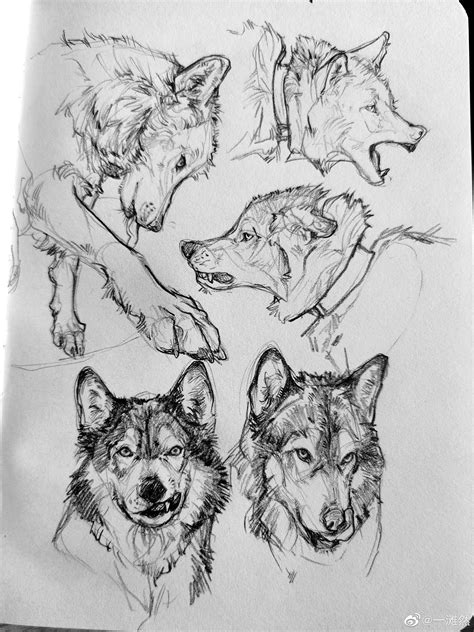 Wolf Art Drawing, Canine Drawing, Canine Art, Animal Sketches, Animal