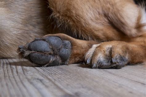 German Shepard Dog Shows Bottom Of His Paw Stock Image Image Of Legs