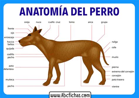 Anatomía Interna De Un Perro Partes De Un Perro