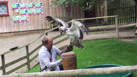 National Centre For Birds Of Prey Helmsley Uk Short Clips And Pics