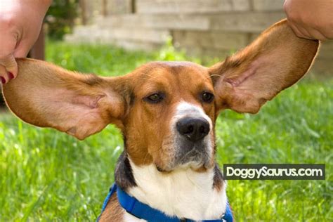 What It Means When A Dog Has One Ear Up And One Ear Down