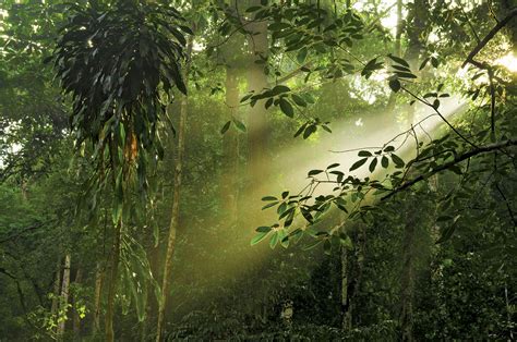 Obtenha um segundo vídeo stock com 19.000 segundos de canopy of tropical rainforest palm a 23.98fps. Malaysia - Plant and animal life | Britannica