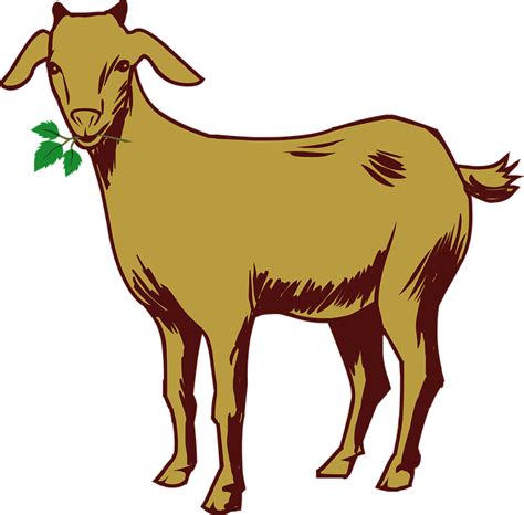 Goat Drawing · Free Vector Graphic On Pixabay