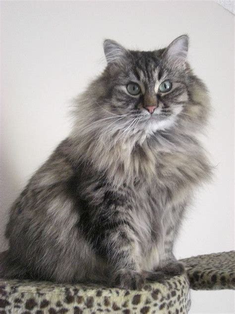 Sometimes a pedigreed cat ends up at a shelter after losing his home to an owner's death, divorce, or change in economic situation. 20+ Most Popular Long Haired Cat Breeds | Russian blue cat ...