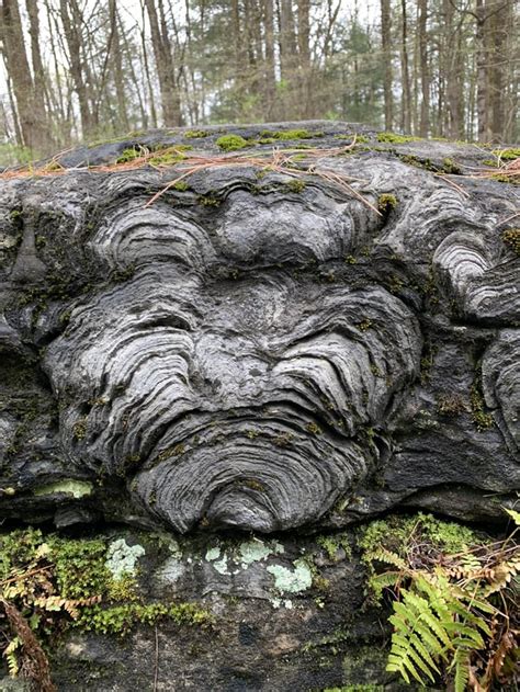 Beautiful Stromatolite Cross Section Saratoga Springs Ny Rgeology
