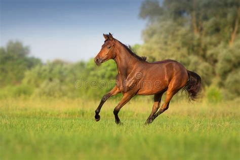 Horse Run Gallop Stock Image Image Of Field Horse 229251685