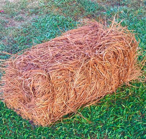 Premium Pine Straw Pine Needle Mulch Covers Up To 65 Sqft Amazon