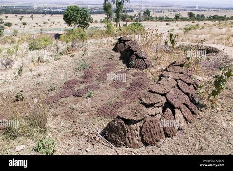 Cow Dung Patties Piled In The Sun To Dry Ethiopia Stock Photo Alamy