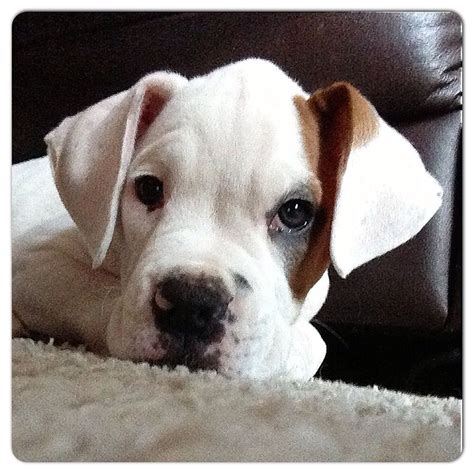 25 Cutest Boxer Puppy In The World Pic Bleumoonproductions