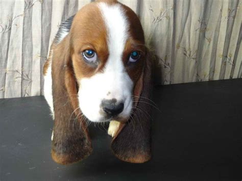 Check with seller · stunning basset hound puppies for sale (kusa registered) hound. Basset Hound Breeders In Iowa | PETSIDI