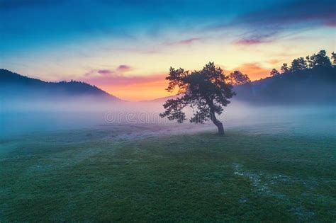 Aerial Shot Of Misty Morning With Lonely Tree In The Field Stock Image