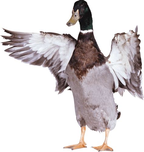 Download free png images, pictures and cliparts with transparent background in best resolution and high quality(hq) from freepngimg. Download Duck Png Image HQ PNG Image | FreePNGImg