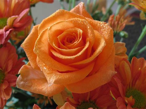 Orange Rosesrose Flower Pictures World S Beauty