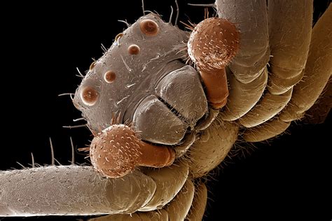 Microscope Bugs Mirror Online