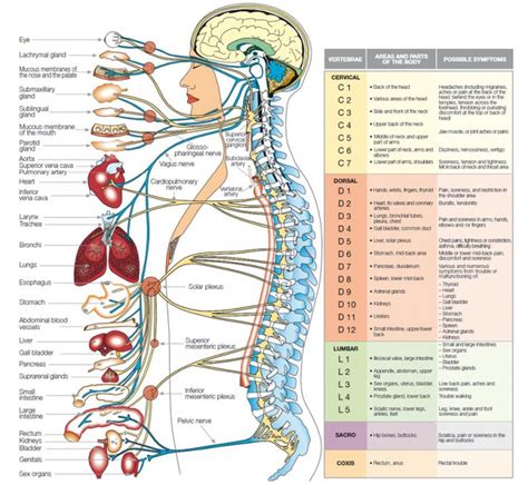 Human Body Systems Chart Modernheal Com