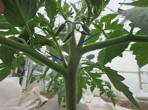 Prune Determinate Tomatoes Purdue University Vegetable Crops Hotline
