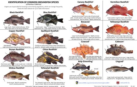 Identification Of Common Groundfish Species Of Northern California