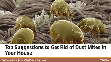 Top Suggestions To Get Rid Of Dust Mites In Your House Youtube