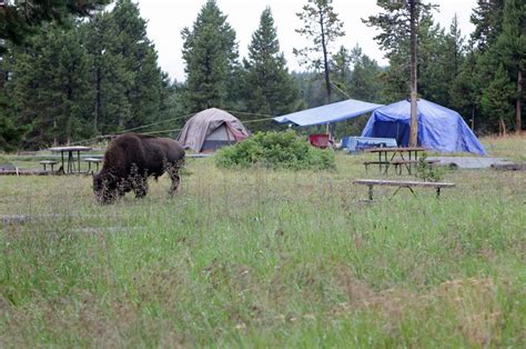 Yellowstone Campgrounds A Complete Guide To Rv And Tent Camping How