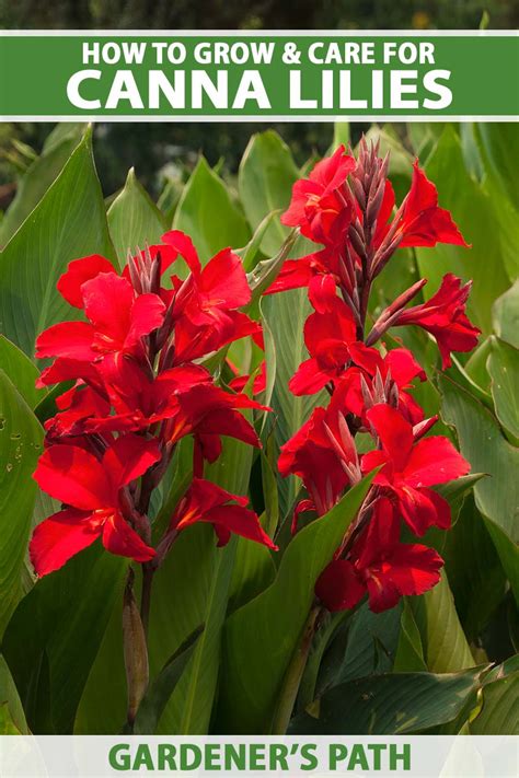 How To Grow And Care For Canna Lilies Gardeners Path