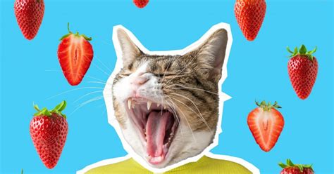 We did not find results for: Can Cats Eat Strawberries? What to Know. - Emergency Vet 24/7