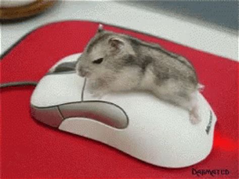 Mouse Playing Over A Computer Mouse 