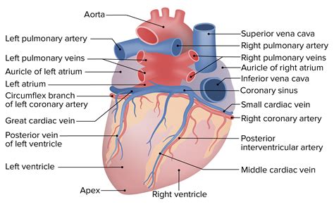 Heart Anatomy Posterior View