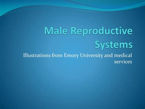 Ppt Pathology Of The Male Reproductive System Powerpoint Presentation
