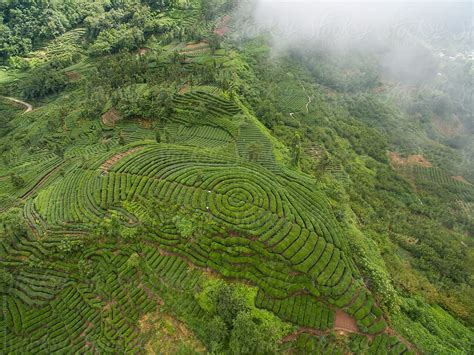 Aerial View Of Tea Plantation In Sichuan China By Stocksy Contributor