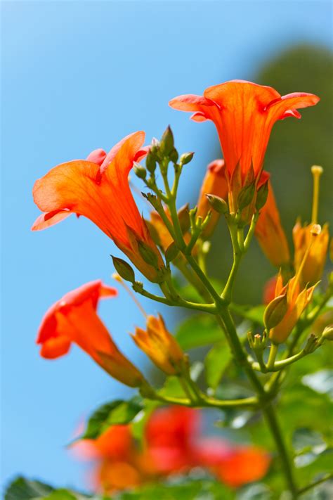 Beautiful Orange Flower Free Stock Photo Public Domain